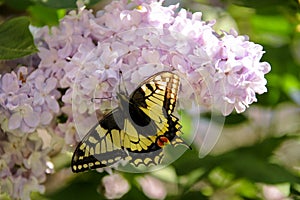 Eastern tiger swallowtail butterfly in spring in garden with purple flowers of syringa lilac tree. Spring season.