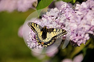 Eastern tiger swallowtail butterfly in spring in garden with purple flowers of syringa lilac tree. Spring season.