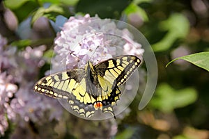 Eastern tiger swallowtail butterfly in spring in garden with purple flowers of syringa lilac tree. Spring season.