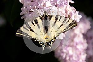 Eastern tiger swallowtail butterfly in spring in garden with purple flowers of syringa lilac tree. Spring season.