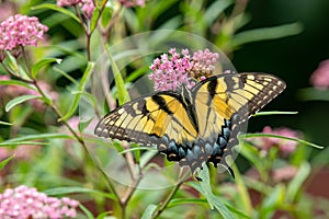 Eastern Tiger Swallowtail butterfly on swamp milkweed wildflower.