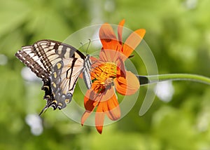 Eastern Tiger Swallowtail Butterfly On Tithonia Rotundifolia