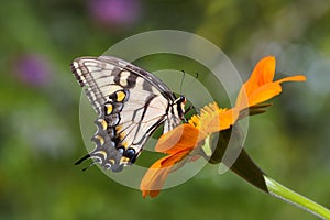 Eastern Tiger Swallowtail Butterfly On Tithonia Rotundifolia