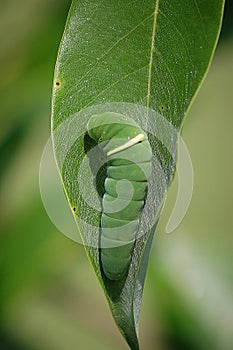 Eastern Tiger Swallowtail Caterpillar