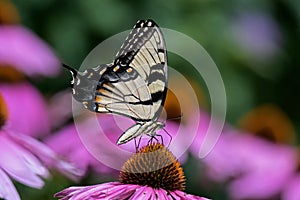 Eastern tiger swallowtail on Echinacea flower.