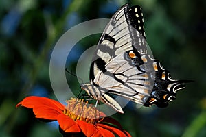 Eastern tiger swallowtail on Echinacea flower.