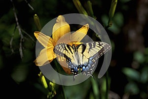 Eastern Tiger Swallowtail Female   815608