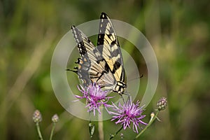 Eastern Tiger Swallowtail in full beauty on flowers