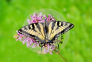 Eastern Tiger Swallowtail - Full Wingspan Top