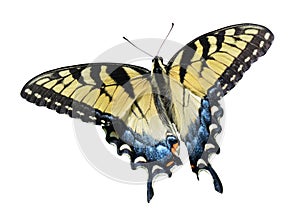 Eastern tiger swallowtail isolated