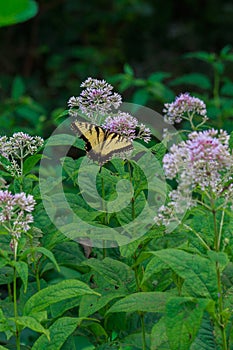 Eastern Tiger Swallowtail on Joe-Pye Weed