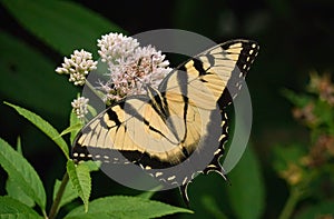 Eastern Tiger Swallowtail on Joe Pye Weed