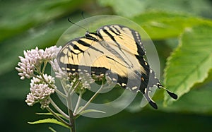 Eastern Tiger Swallowtail on Joe Pye Weed