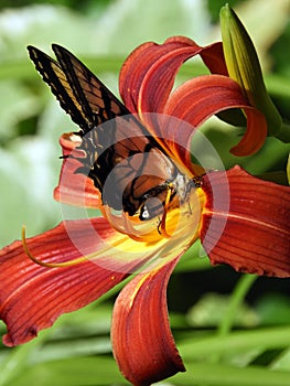 Eastern Tiger Swallowtail lands on Day Lily to feed