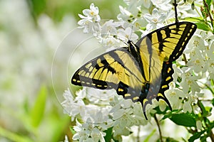 Eastern Tiger Swallowtail on mock orange blossoms High Park