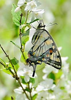 Eastern Tiger Swallowtail on mock orange blossoms High Park