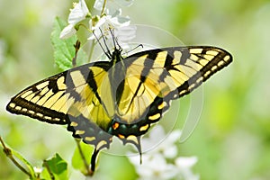 Eastern Tiger Swallowtail on mock orange blossoms High Park