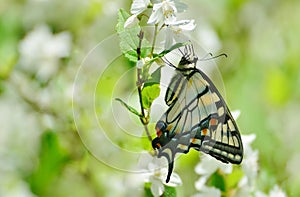 Eastern Tiger Swallowtail on mock orange blossoms High Park