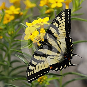 Eastern Tiger Swallowtail nectaring on Hoary Puccoon