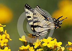 Eastern Tiger Swallowtail nectaring on Hoary Puccoon photo