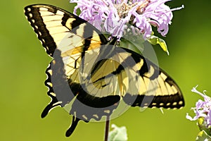 Eastern Tiger Swallowtail (Papilio glaucas)