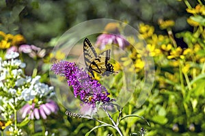 Eastern tiger swallowtail, Papilio glaucus