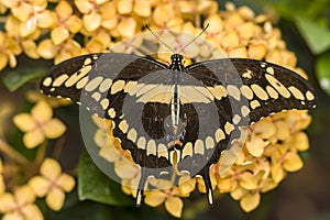 Eastern tiger swallowtail, Papilio glaucus