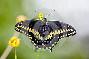 Eastern tiger swallowtail, Papilio glaucus