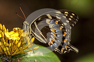 Eastern tiger swallowtail, Papilio glaucus