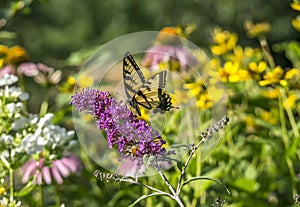 Eastern tiger swallowtail, Papilio glaucus