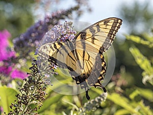 Eastern tiger swallowtail, Papilio glaucus