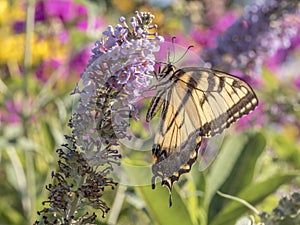 Eastern tiger swallowtail, Papilio glaucus