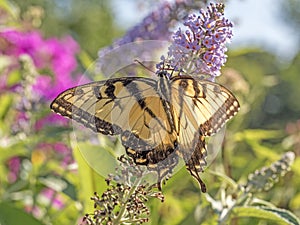 Eastern tiger swallowtail, Papilio glaucus