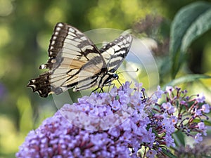 Eastern tiger swallowtail, Papilio glaucus