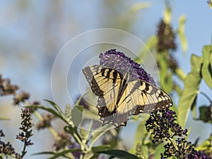 Eastern tiger swallowtail, Papilio glaucus