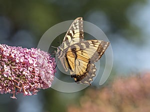 Eastern tiger swallowtail, Papilio glaucus