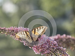 Eastern tiger swallowtail, Papilio glaucus