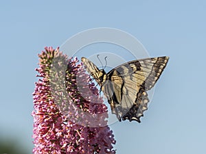 Eastern tiger swallowtail, Papilio glaucus