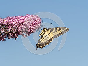 Eastern tiger swallowtail, Papilio glaucus