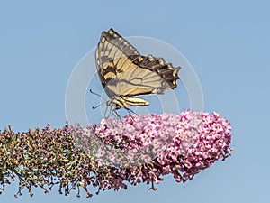 Eastern tiger swallowtail, Papilio glaucus