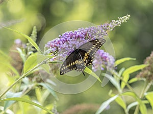 Eastern tiger swallowtail, Papilio glaucus
