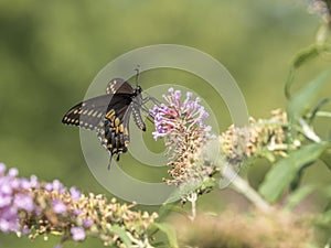 Eastern tiger swallowtail, Papilio glaucus