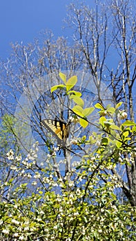 Eastern Tiger Swallowtail Papilio glaucus Butterfly on Blueberry Bush