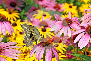Eastern Tiger Swallowtail, Papilio glaucus on purple coneflower