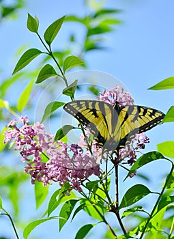 Eastern Tiger Swallowtail on pink lilac High Park