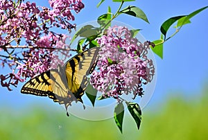 Eastern Tiger Swallowtail on pink lilac High Park