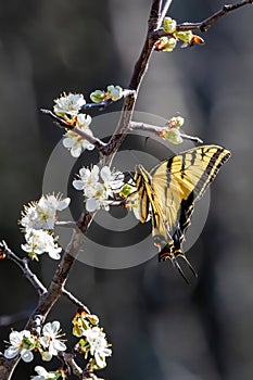 Eastern Tiger Swallowtail resting on a white flower