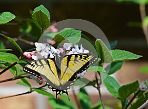 Eastern tiger swallowtail sipping nectar