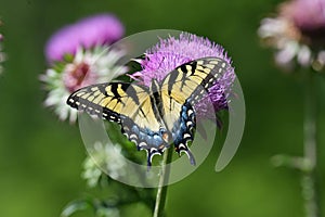 Eastern tiger swallowtail sipping nectar