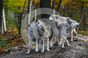 Eastern timber wolves howling on a rock.